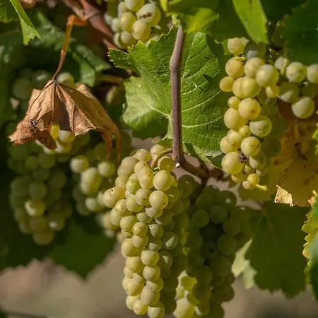 Relax Mühlengarten - Self Check-in&free Parking