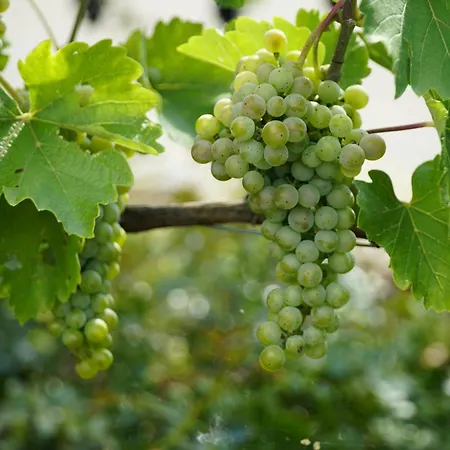 Hotell Muehlengarten By Relax 3*